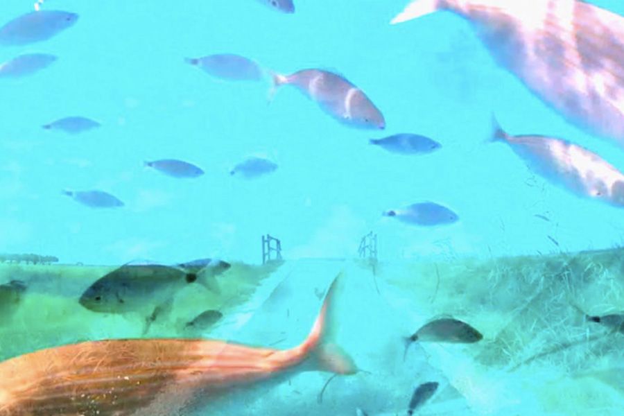 Performance – Deriva Tortuosa – Live Cinema Performance