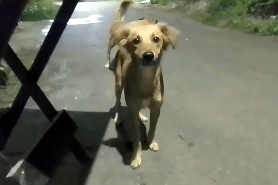 Exposição – Tudo é bicho, tudo caça